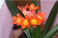 adf8b92c-IMG_7332 clivia.jpg